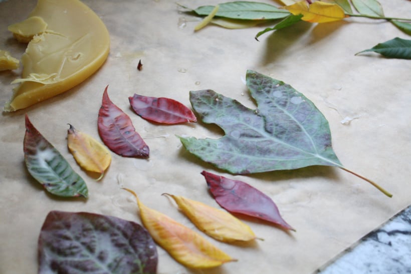 Fall leaves dipped in beeswax drying on parchment paper on kitchen counter.